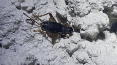 Velarifictorus
