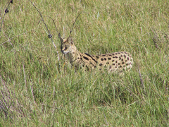 Leptailurus serval lipostictus