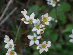 Micranthes californica