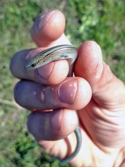 Chalcides chalcides
