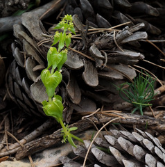 Cruciata articulata