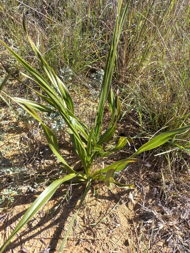 Hypoxis obtusa