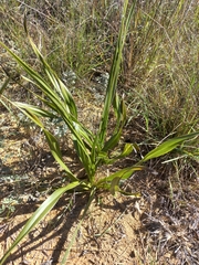 Hypoxis obtusa