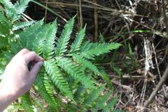 Pteris carsei