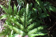 Pteris carsei