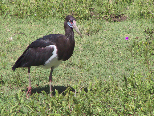 Abdim's Stork