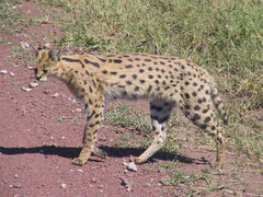 Leptailurus serval lipostictus