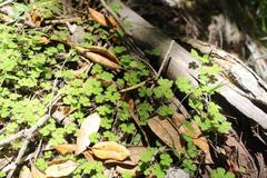 Hydrocotyle elongata