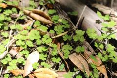 Hydrocotyle elongata