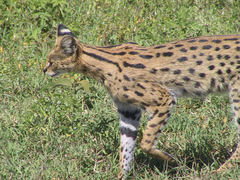 Leptailurus serval lipostictus