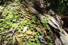 Hydrocotyle elongata