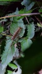 Thereuonema tuberculata