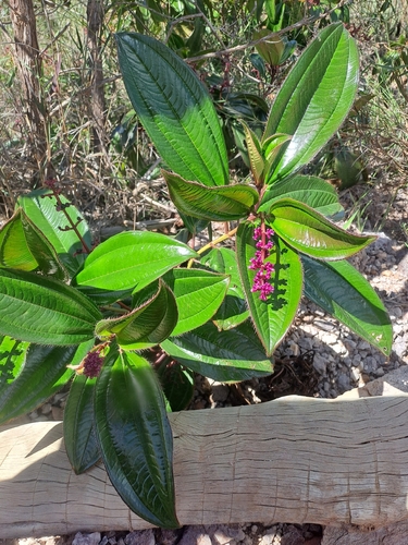 Miconia ciliata