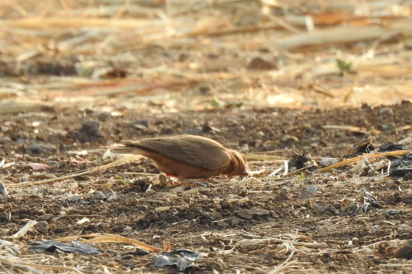 Rufous-tailed Lark (Ammomanes phoenicura), photo 4
