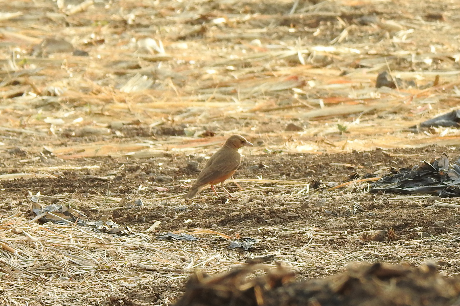 Rufous-tailed Lark (Ammomanes phoenicura), photo 3