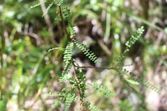 Sophora microphylla