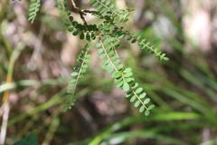 Sophora microphylla