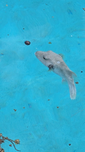 Arothron hispidus