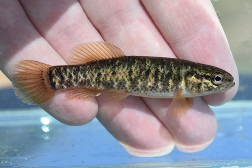 Central mudminnow (Umbra limi) — Umbridae — 2