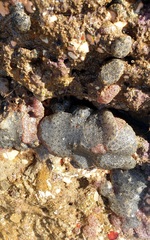 Synoicum sphinctorum