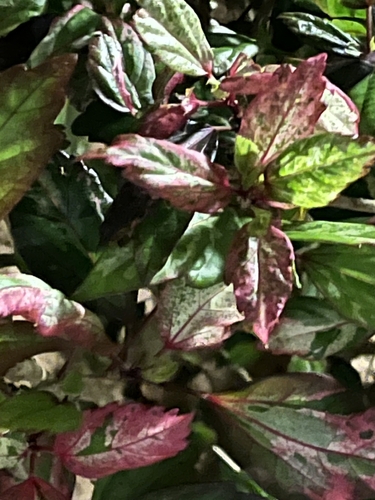 Alternanthera bettzickiana observed 2026-04-27