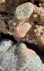 Synoicum sphinctorum