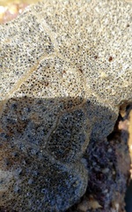 Synoicum sphinctorum