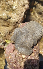 Synoicum sphinctorum