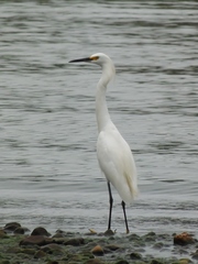 Egretta thula