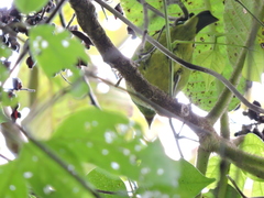 Chlorophonia occipitalis