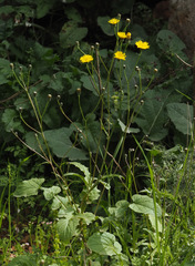 Crepis hierosolymitana