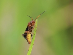 Trogomorpha trogiformis