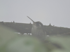 Lampornis