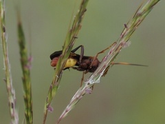 Trogomorpha trogiformis