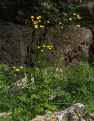 Crepis hierosolymitana