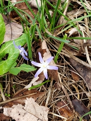 Scilla forbesii