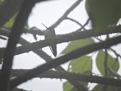 Lampornis