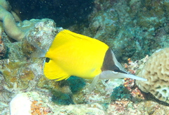 Forcipiger longirostris