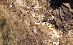 Baseodiscus delineatus