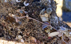 Baseodiscus delineatus