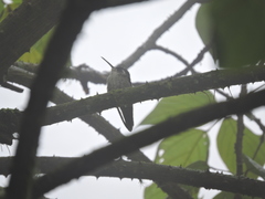 Lampornis