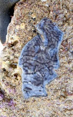 Leptoclinides