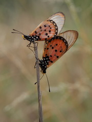 Acraea neobule neobule