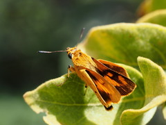 Parosmodes morantii