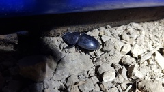 Serrognathus titanus castanicolor