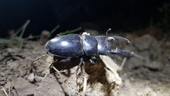 Serrognathus titanus castanicolor