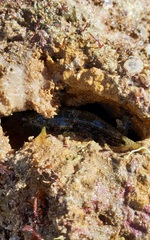 Bathygobius krefftii