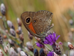 Stygionympha wichgrafi wichgrafi