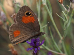 Stygionympha wichgrafi wichgrafi