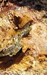 Bathygobius krefftii